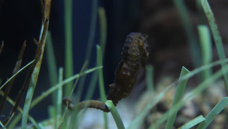 Seahorse-hippocampus-fixed-with-his-tail-on-sea-grass-close-up-shot